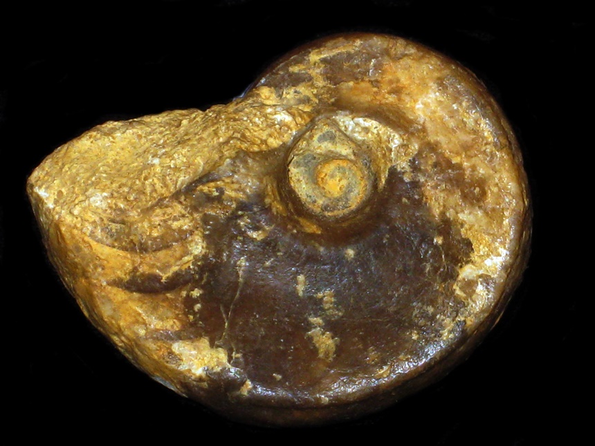 Somalinautilus ( Pictonautilus ) clavifer ( Tinant, 1994 )