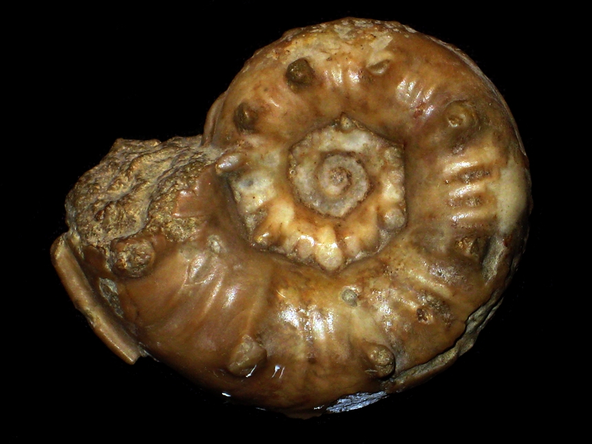 Sonninia ( Papilliceras ) acanthera ( Buckman, 1921 )