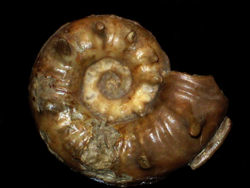 Sonninia ( Papilliceras ) acanthera ( Buckman, 1921 )