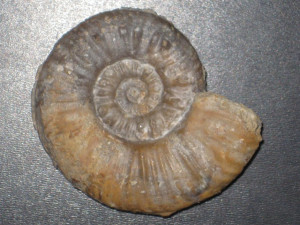 Sonninia ( Euhoploceras ) marginatum ( Buckman, 1892 )