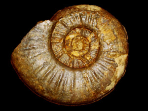 Sonninia ( Euhoploceras ) marginatum ( Buckman, 1892 )