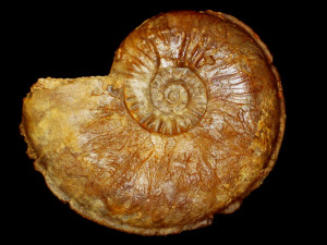 Sonninia ( Soninnia ) propinquans ( Bayle, 1876 )