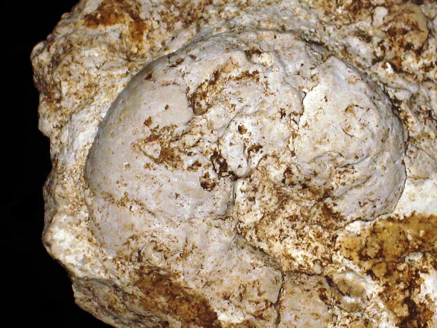 Sowerbyceras protortisulcatum ( Pompeck, 1893 )