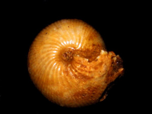 Sphaeroceras tenuicostatum ( Sturani, 1971 )