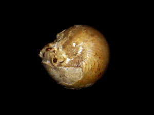 Sphaeroceras tutthum ( Buckman, 1921 )