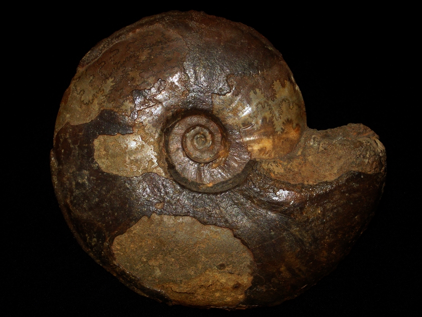 Staufenia ( Staufenia ) latiumbilicus ( Quenstedt, 1886 )
