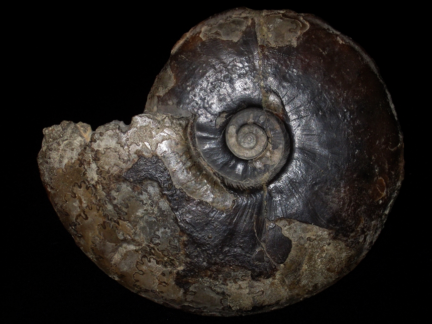 Staufenia ( Staufenia ) latiumbilicus ( Quenstedt, 1886 )