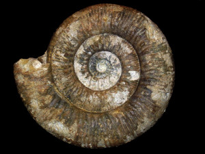 Stephanoceras ( Stephanoceras ) rhytum ( Buckman, 1921 )