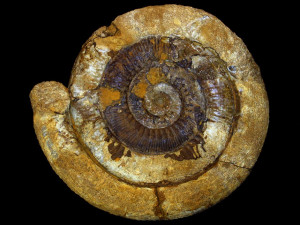 Stephanoceras ( Skirroceras ) englandi ( Chandler, 2018 )