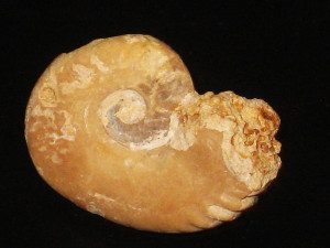 Strigoceras ( Cadomoceras ) cadomense ( Defrance in de Blainville, 1840 )
