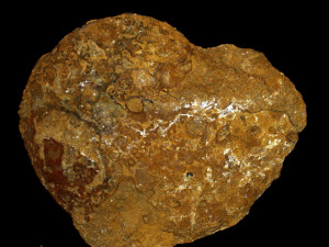 Strigoceras languidum ( Buckman, 1924 )