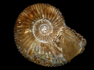 Garantiana ( Hlawiceras ) pompeckii ( Wetzel, 1911 )