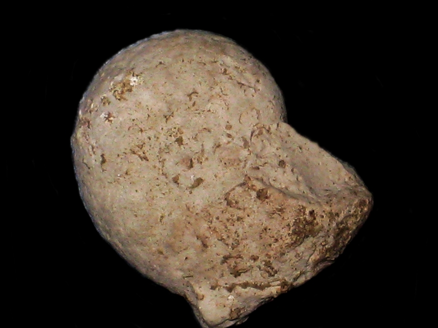 Sutneria ( Sutneria ) galar ( Oppel, 1863 )