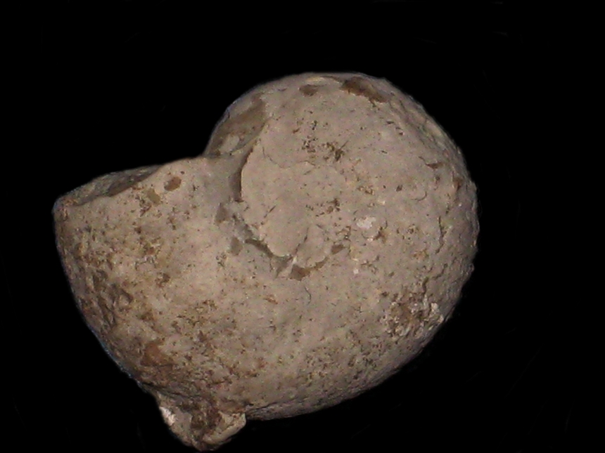 Sutneria ( Sutneria ) galar ( Oppel, 1863 )