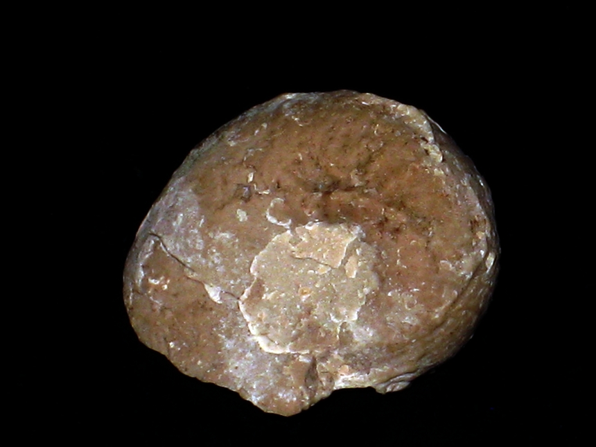 Sutneria ( Sutneria ) galar ( Oppel, 1863 )