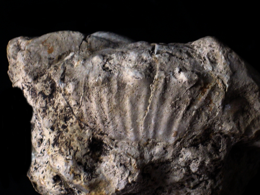 Taramelliceras ( Taramelliceras ) costatum var. costatum ( Quenstedt, 1849 )