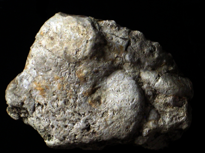 Taramelliceras ( Taramelliceras ) costatum var. costatum ( Quenstedt, 1849 )