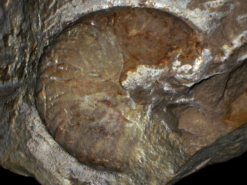 Taramelliceras ( Metahaploceras ) falcula ( Quenstedt, 1857 )