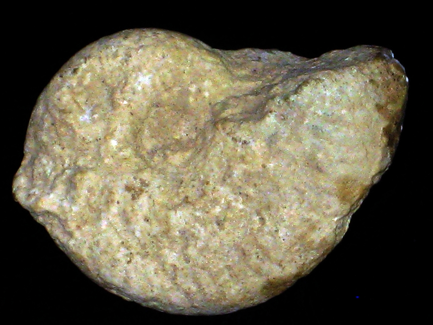 Taramelliceras ( Taramelliceras ) hauffianum var. hauffianum ( Oppel, 1863 )
