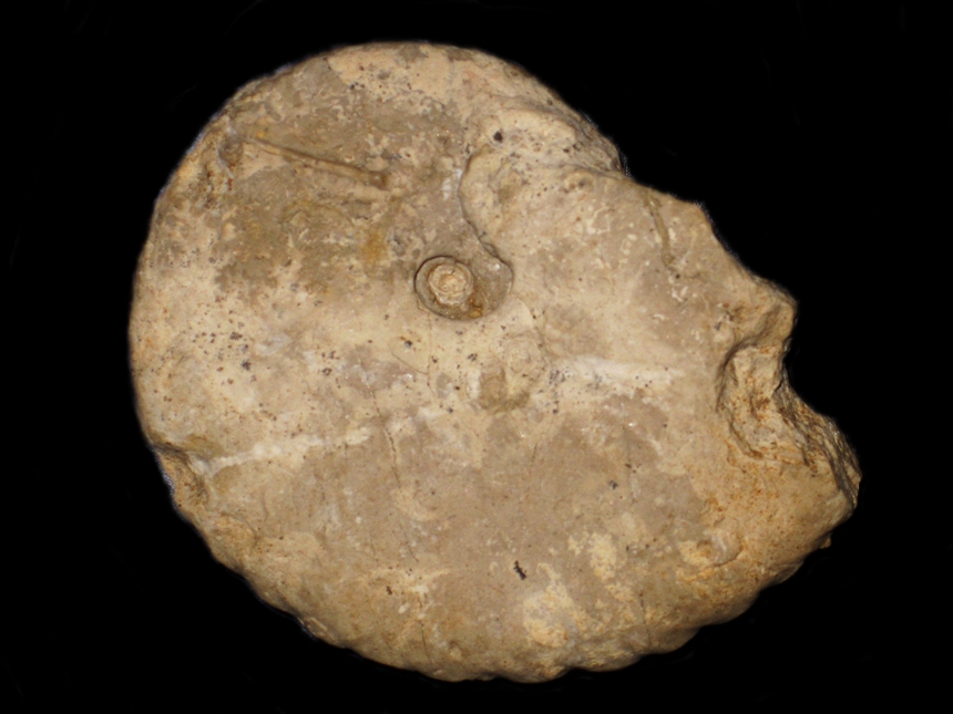 Taramelliceras ( Taramelliceras ) maximei ( Quéreilhac, 2009 )