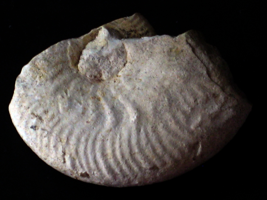 Taramelliceras ( Taramelliceras ) rigidum ( Wegele, 1929 )