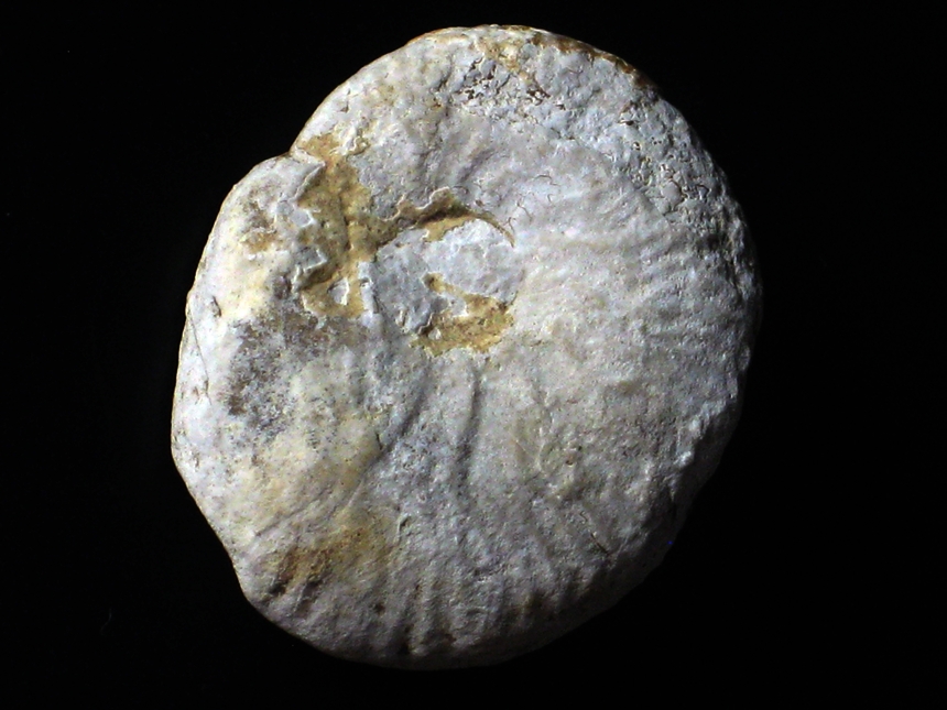 Taramelliceras ( Taramelliceras ) tenuinodosum ( Wegele, 1929 )