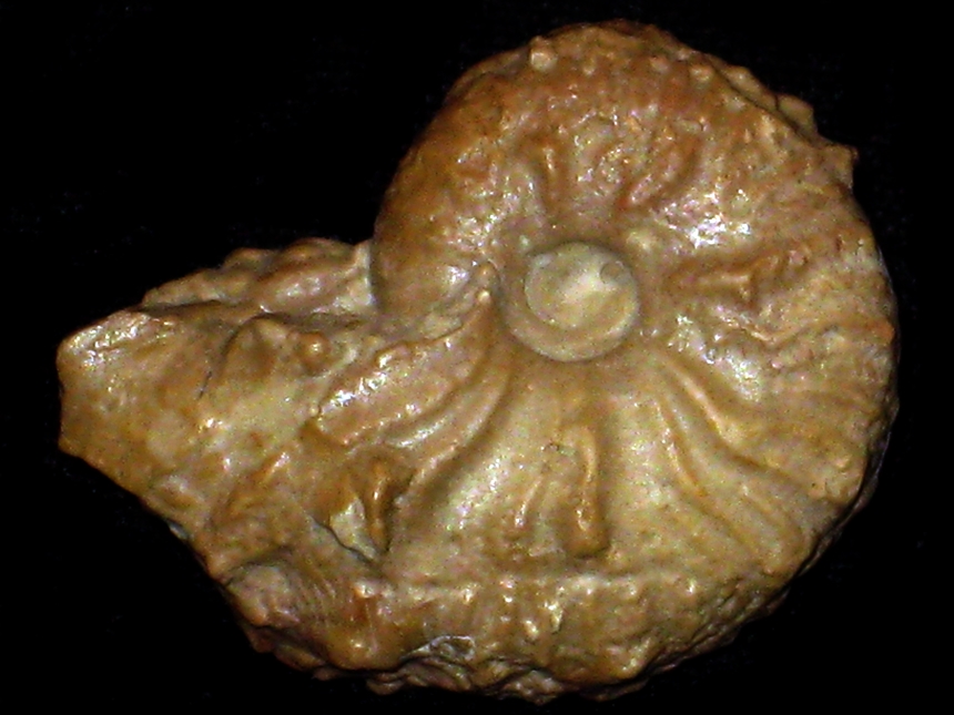 Taramelliceras ( Taramelliceras ) trachinotum ( Oppel, 1863 )