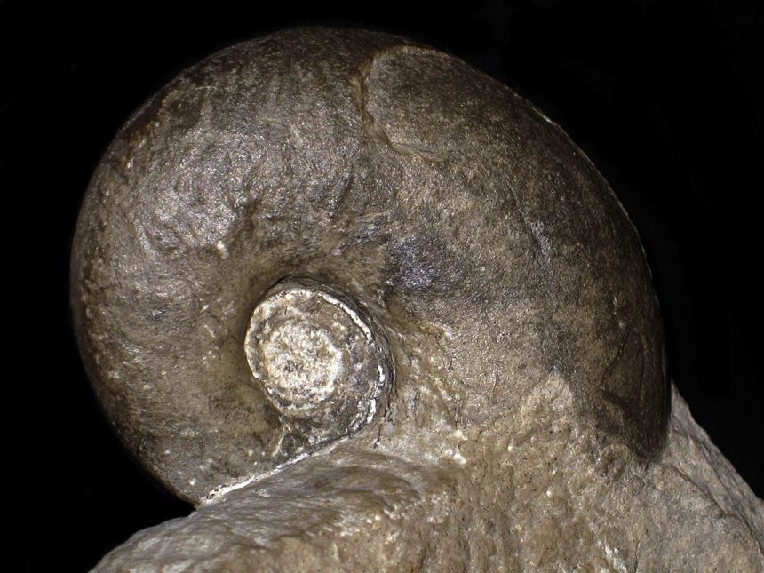 Tetragonites ( Epigoniceras ) epigonus ( Kossmat, 1895 )