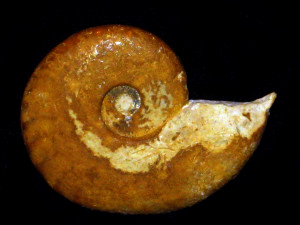 Oecotraustes ( Thraxites ) thrax ( Stephanov, 1966 )