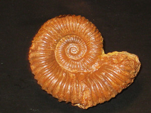 Tmetoceras regleyi ( Dumortier, 1874 )