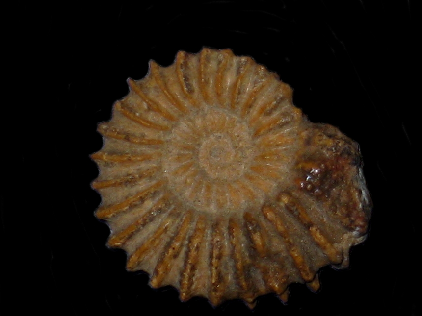 Tmetoceras scissum ( Benecke, 1865 )