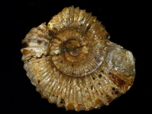 Tmetoceras scissum ( Benecke, 1865 )