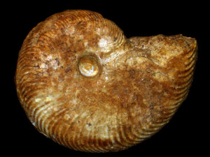 Toxamblyites crassicostatus ( Fernandez-Lopez & Mouterde, 1994 )