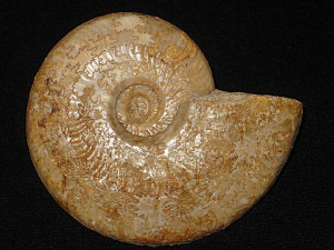 Toxolioceras mundum ( Buckman, 1904 )