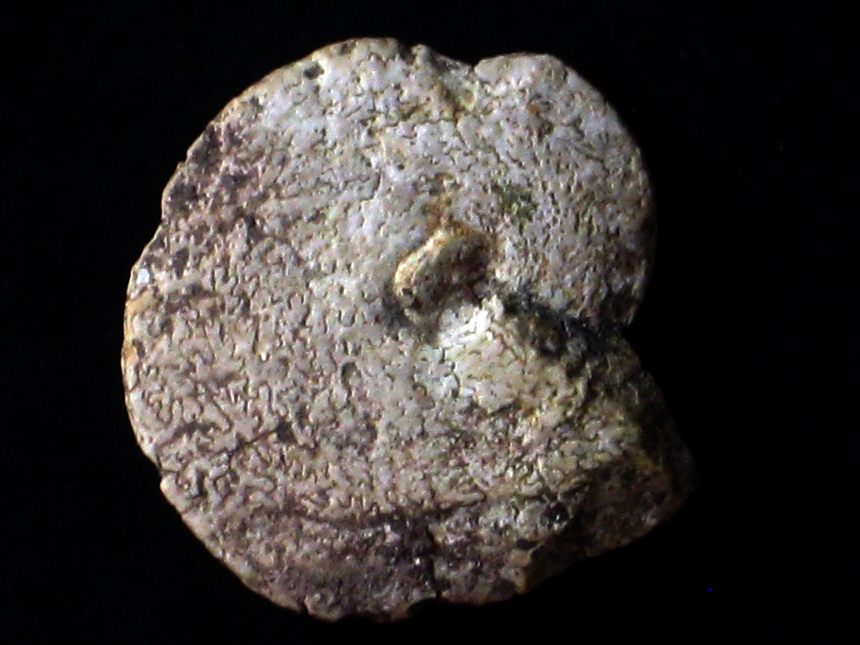 Trimarginites stenorhynchus ( Oppel, 1863 )