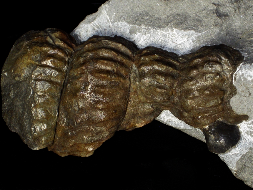Turrilites costatus ( Lamarck, 1801 )