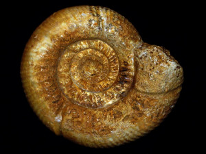 Vermisphinctes vermiformis ( Buckman, 1920 )