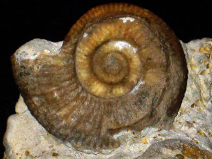 Vermisphinctes vermiformis ( Buckman, 1920 )