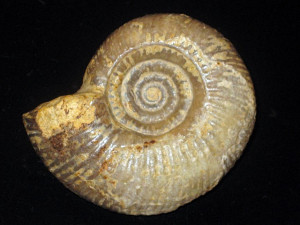 Wagnericeras fortecostatum ( de Grossouvre, 1930 )