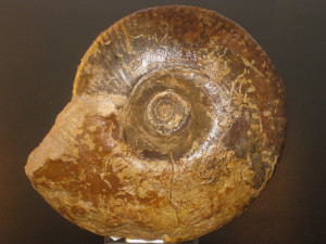 Wagnericeras suspensum ( Buckman, 1920 )