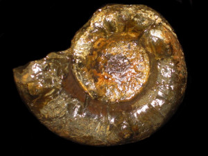 Xipheroceras ziphus ( Zieten, 1830 )