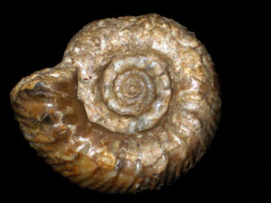 Zigzagiceras ( Zigzagiceras ) plenum ( Arkell, 1958 )