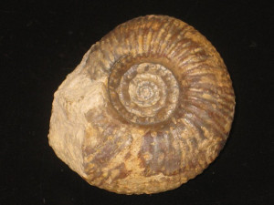 Zigzagiceras ( Procerozigzag ) crassizigzag ( Buckman, 1892 )
