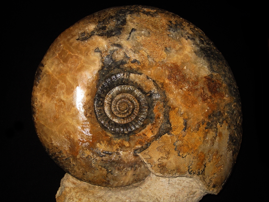 Zigzagiceras ( Procerozigzag ) postpollubrum ( Wetzel, 1937 ) var. postpollubrum ( Wetzel, 1937 )