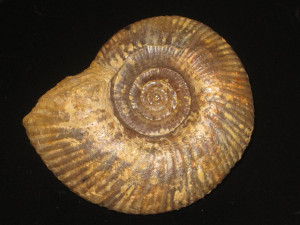 Zigzagiceras ( Procerozigzag ) postpollubrum ( Wetzel, 1937 )