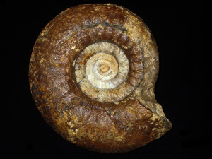 Zigzagiceras ( Procerozigzag ) pseudoprocerum ( Buckman, 1892 )