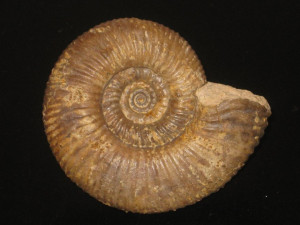 Zigzagiceras ( Procerozigzag ) pseudoprocerum ( Buckman, 1892 )
