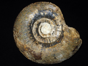 Zigzagiceras ( Procerozigzag ) rhabdouchus ( Buckman, 1921 )