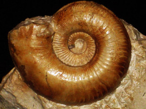 Amoeboceras ( Amoebites ) ernesti ( Fischer, 1913 )