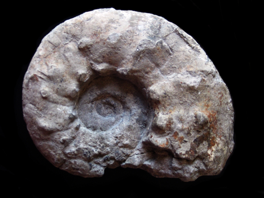 Aspidoceras caletanum ( Oppel, 1863 )